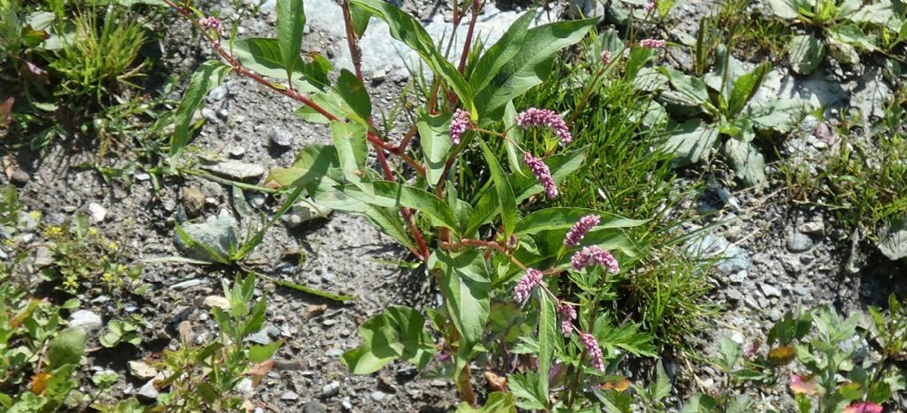 Due specie di Persicaria ? No, tutte Persicaria lapathifolia