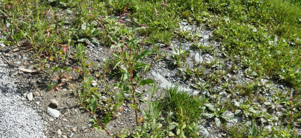 Due specie di Persicaria ? No, tutte Persicaria lapathifolia