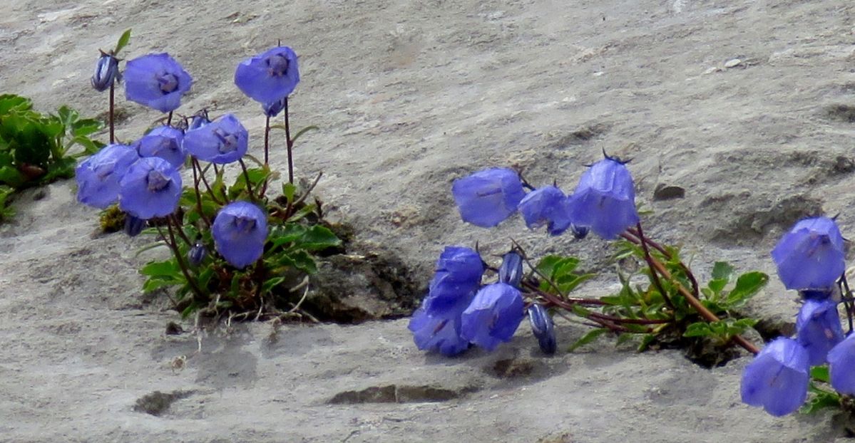 Campanula cochleariifolia