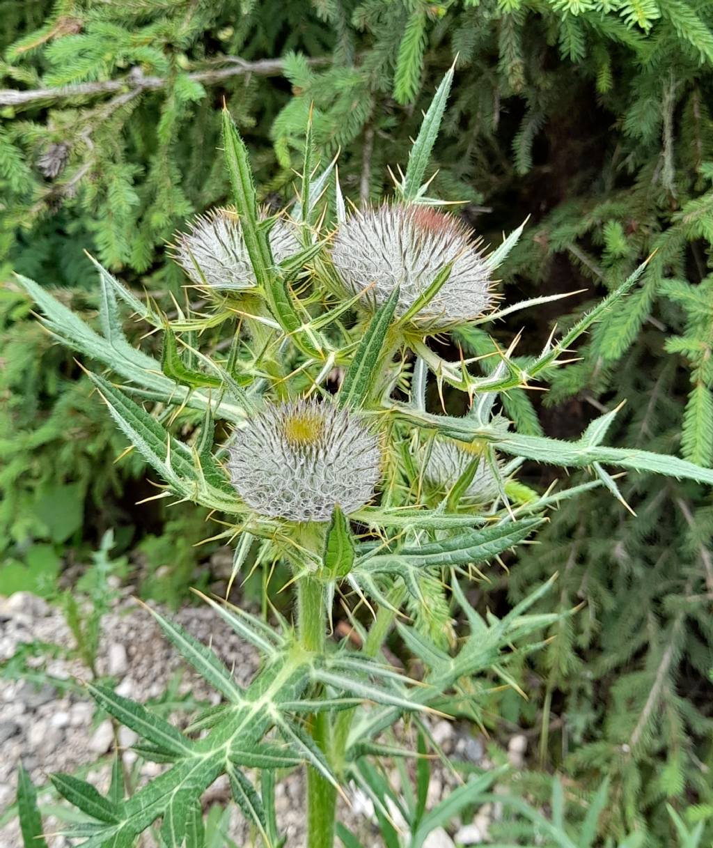 Cirsium eriophorum (Asteraceae)