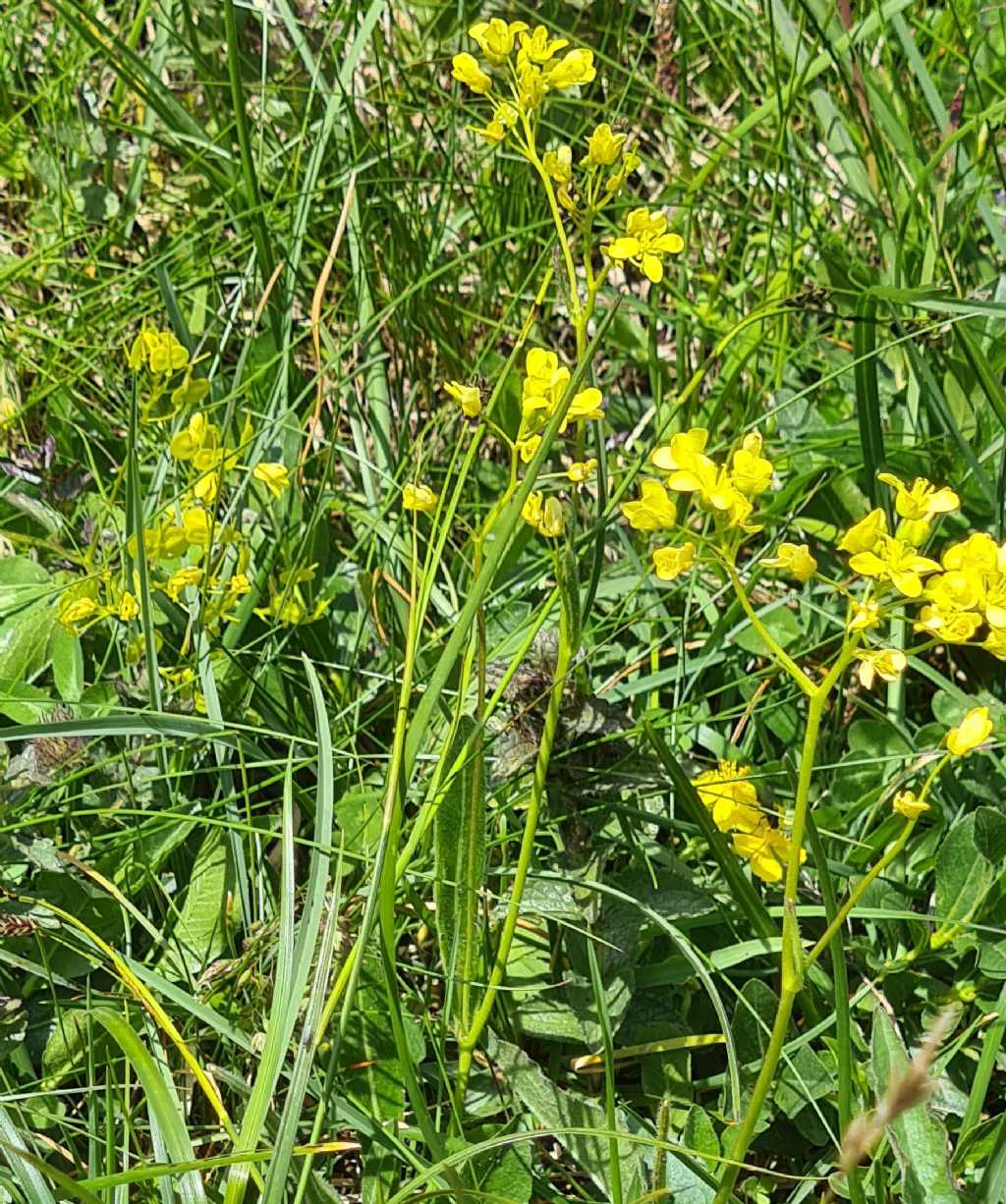 Biscutella laevigata (Brassicaceae)