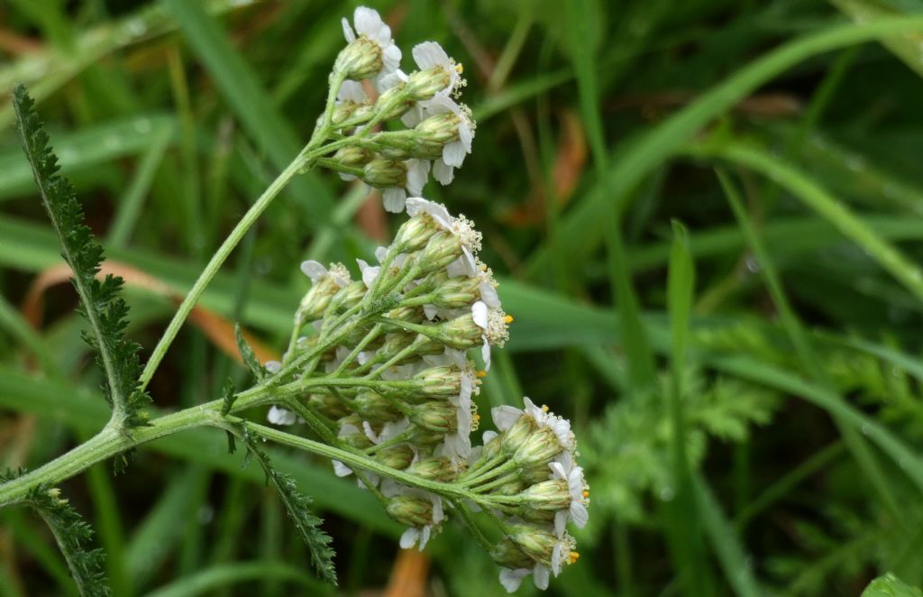 Achillea millefolium ?   S, s.l.