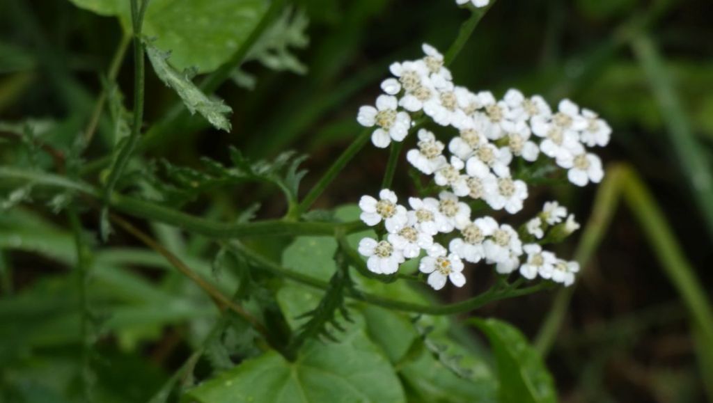 Achillea millefolium ?   S, s.l.