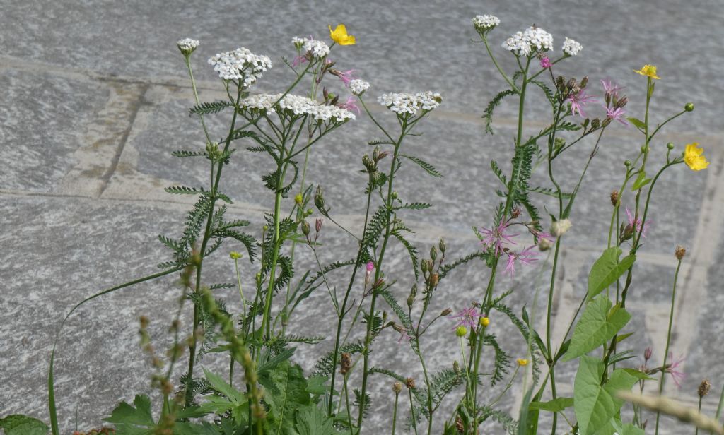 Achillea millefolium ?   S, s.l.