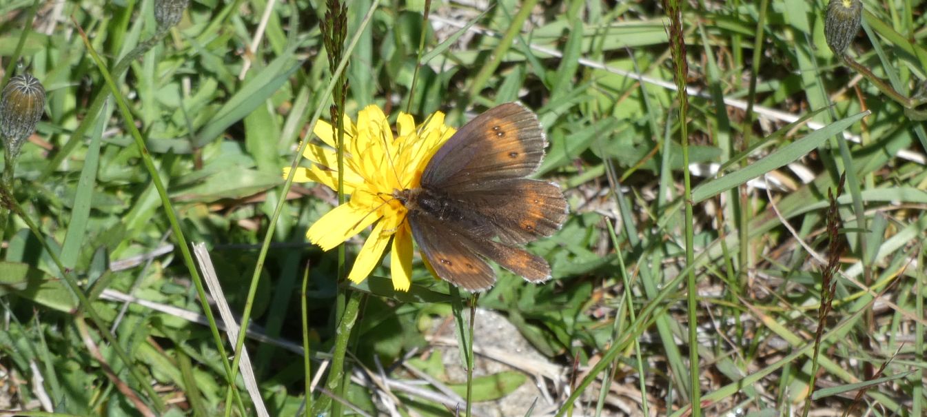 Erebia euryale, femmina