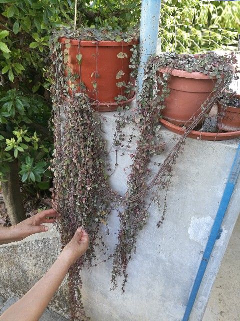 Ceropegia woodii (Apocynaceae)