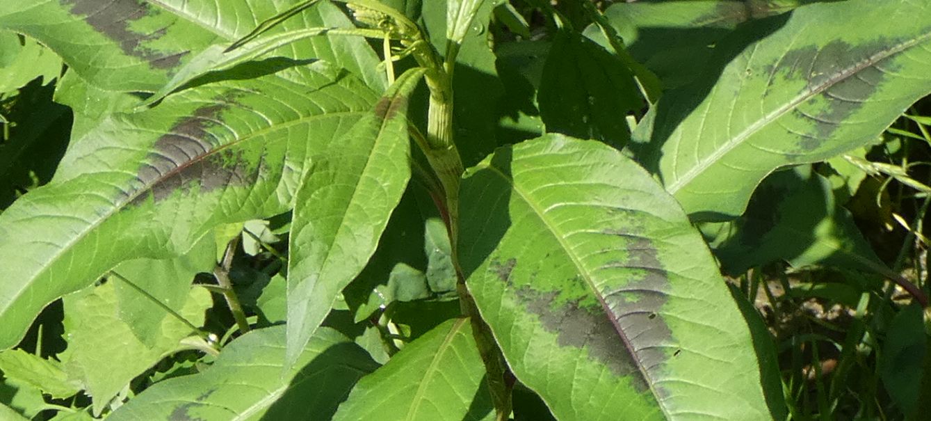 Due specie di Persicaria ? No, tutte Persicaria lapathifolia