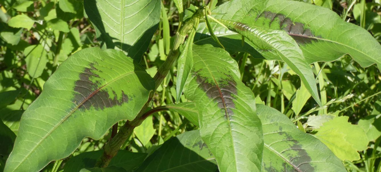 Due specie di Persicaria ? No, tutte Persicaria lapathifolia