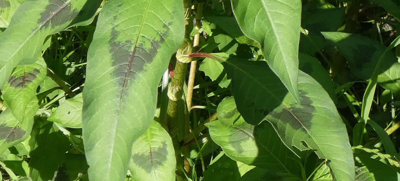 Due specie di Persicaria ? No, tutte Persicaria lapathifolia