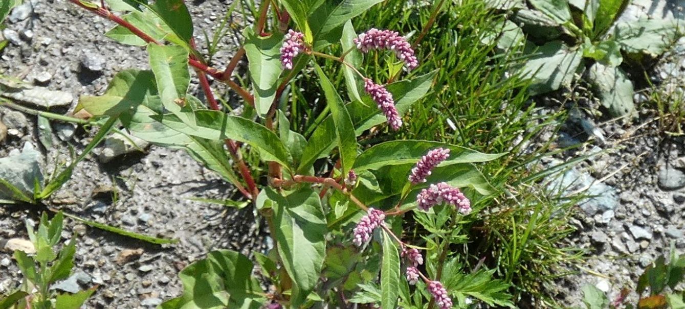 Due specie di Persicaria ? No, tutte Persicaria lapathifolia