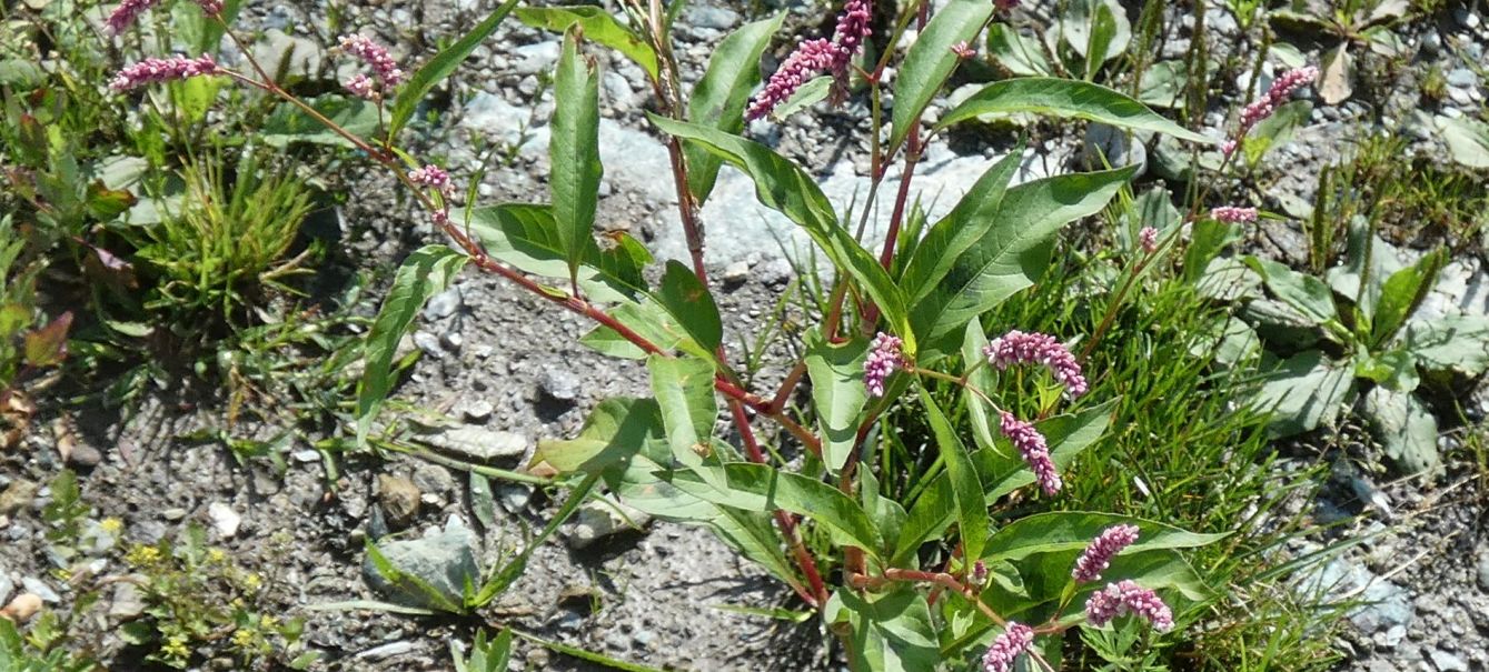 Due specie di Persicaria ? No, tutte Persicaria lapathifolia