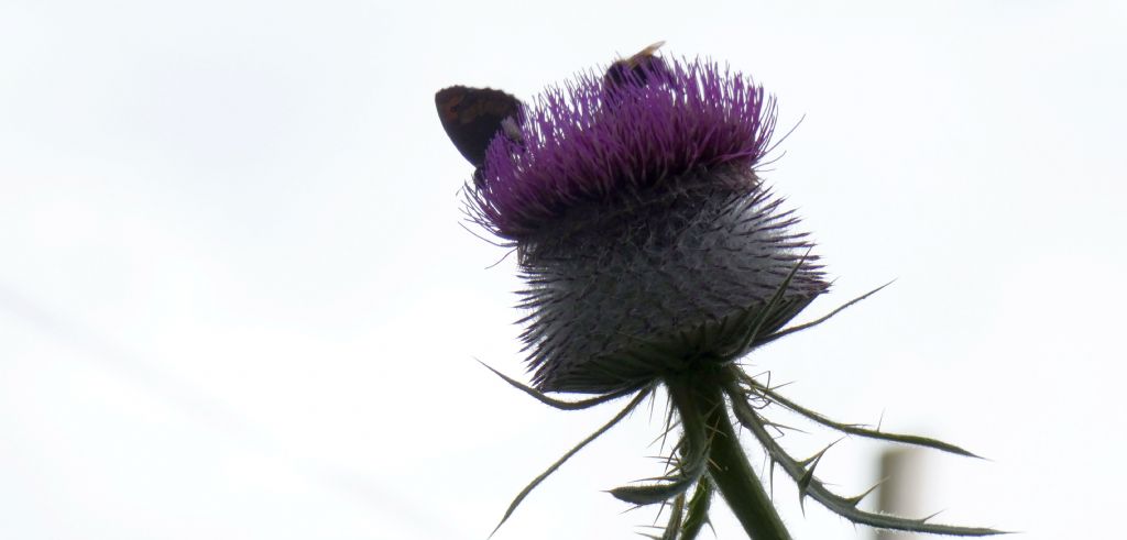 Erebia....?  Erebia euryale