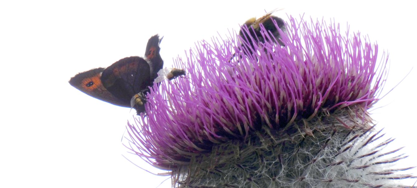 Erebia....?  Erebia euryale