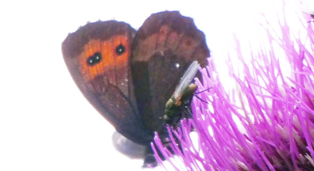 Erebia....?  Erebia euryale