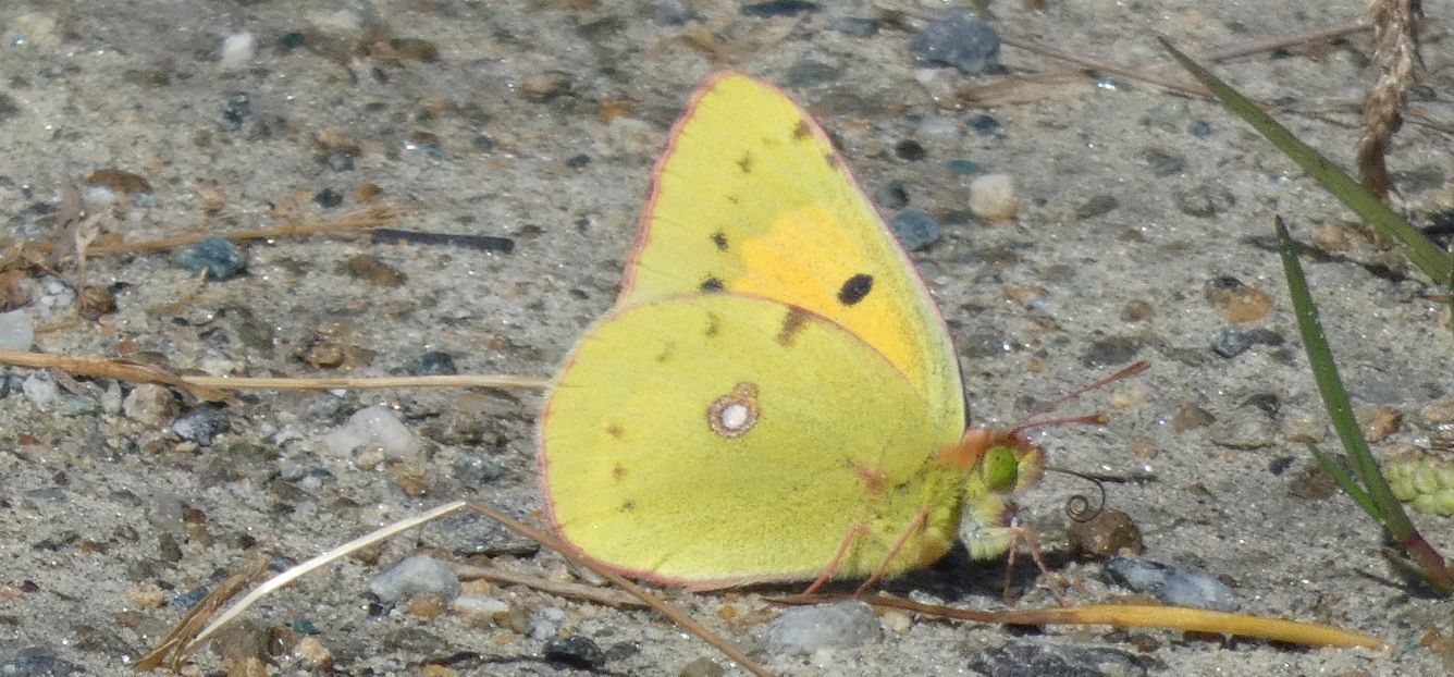 Colias....crocea