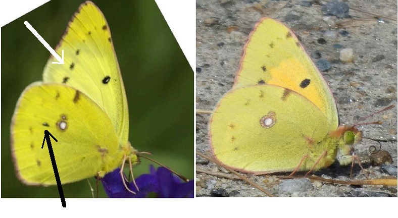 Colias....crocea