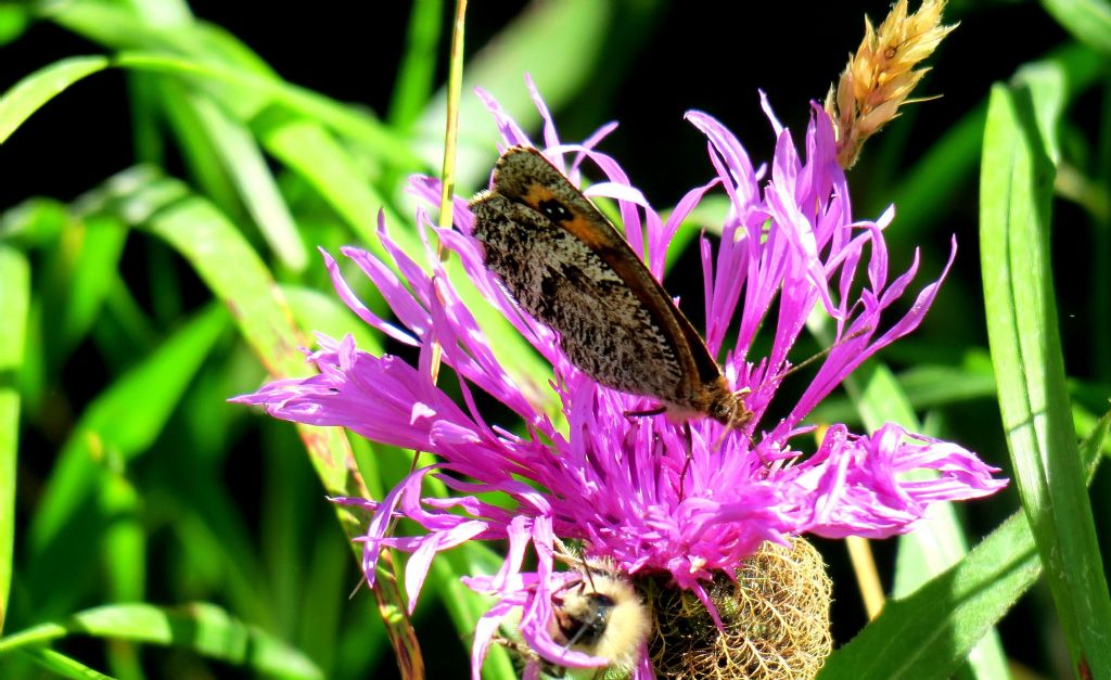 Un'' Erebia? S, Erebia montana, femmina