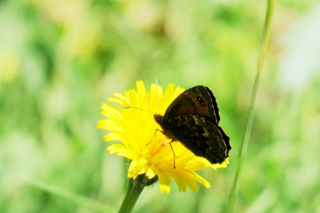 Erebia montana, maschio