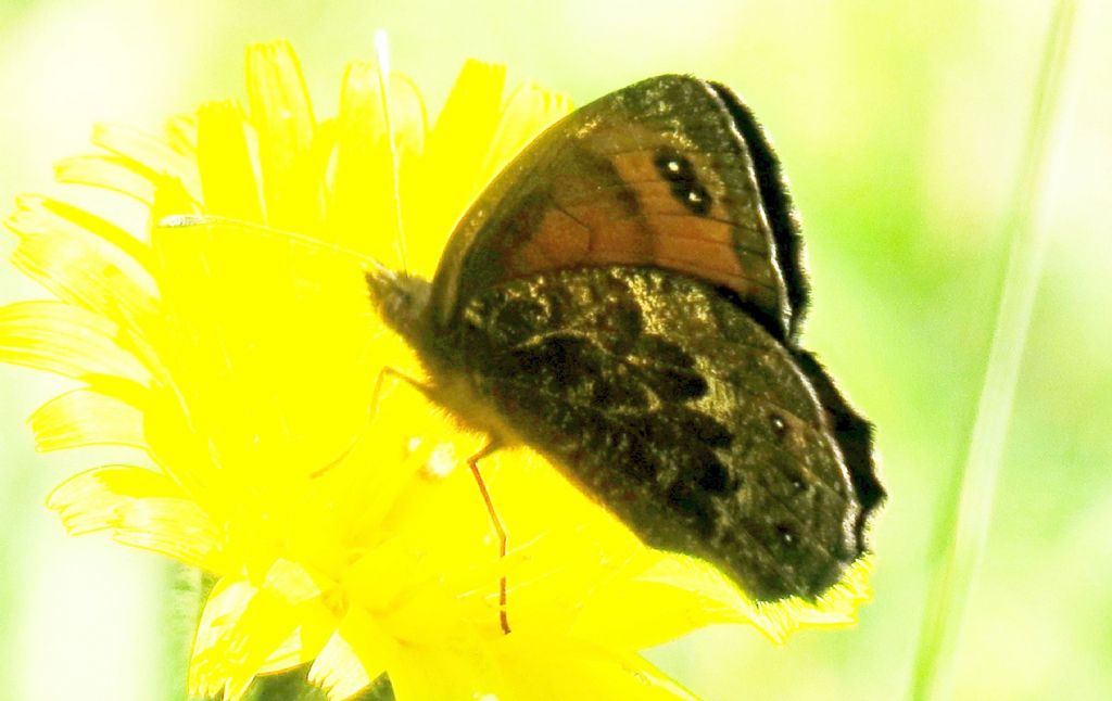 Erebia montana, maschio