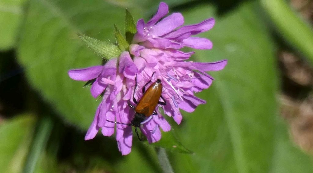 Cerambycidae: Stenurella melanura? No, Paracorymbia hybrida, femmina