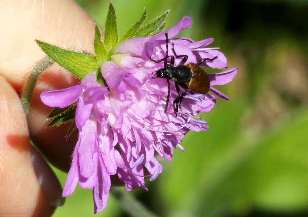 Cerambycidae: Stenurella melanura? No, Paracorymbia hybrida, femmina