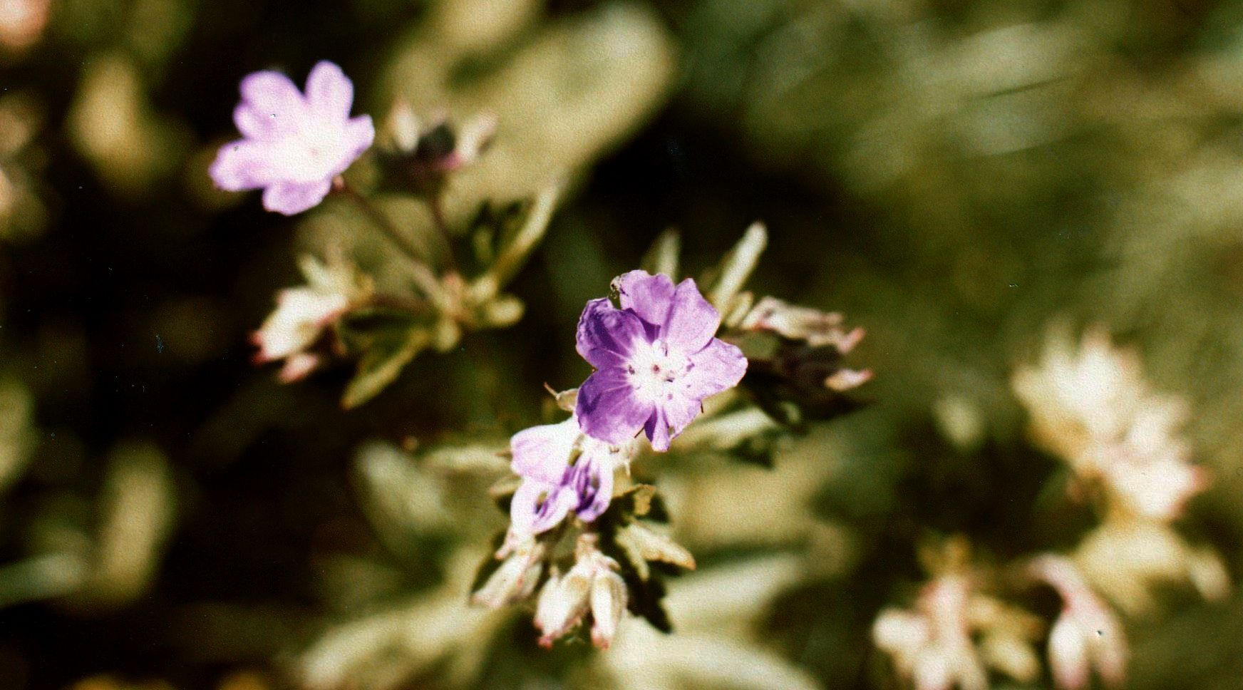 Geranium....sylvaticum