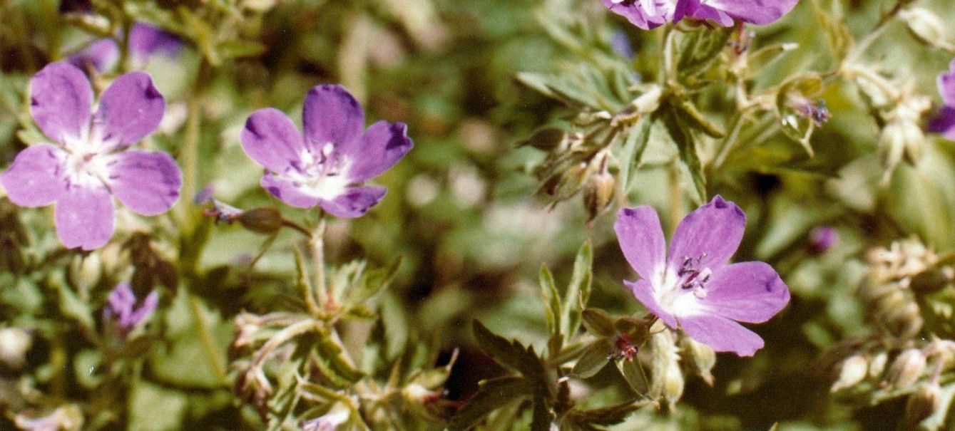 Geranium....sylvaticum