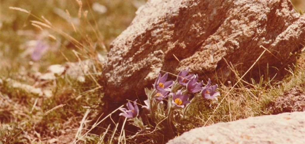 Pulsatilla montana o halleri?