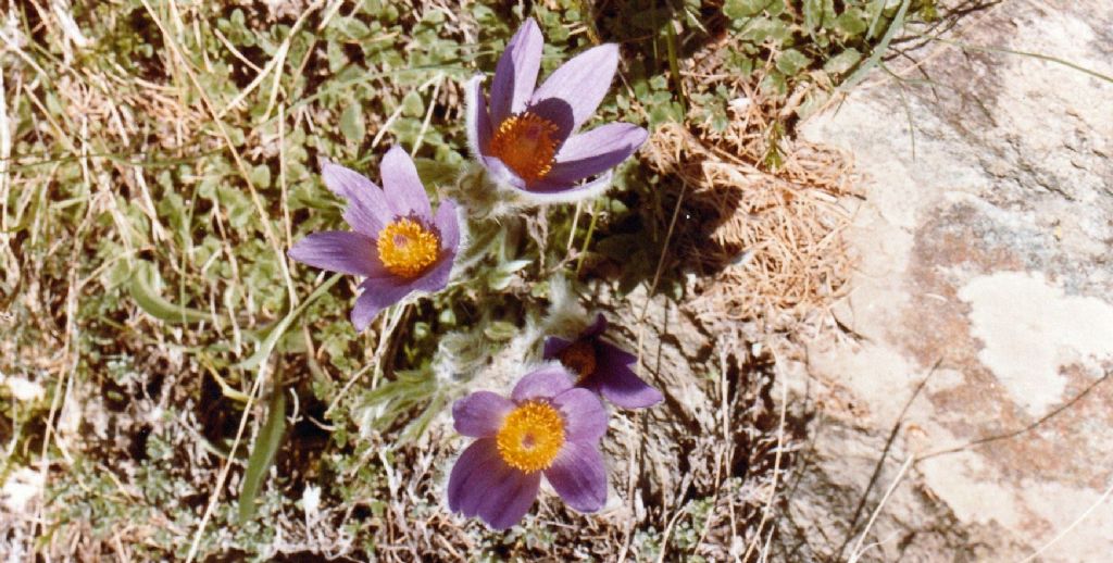 Pulsatilla montana o halleri?