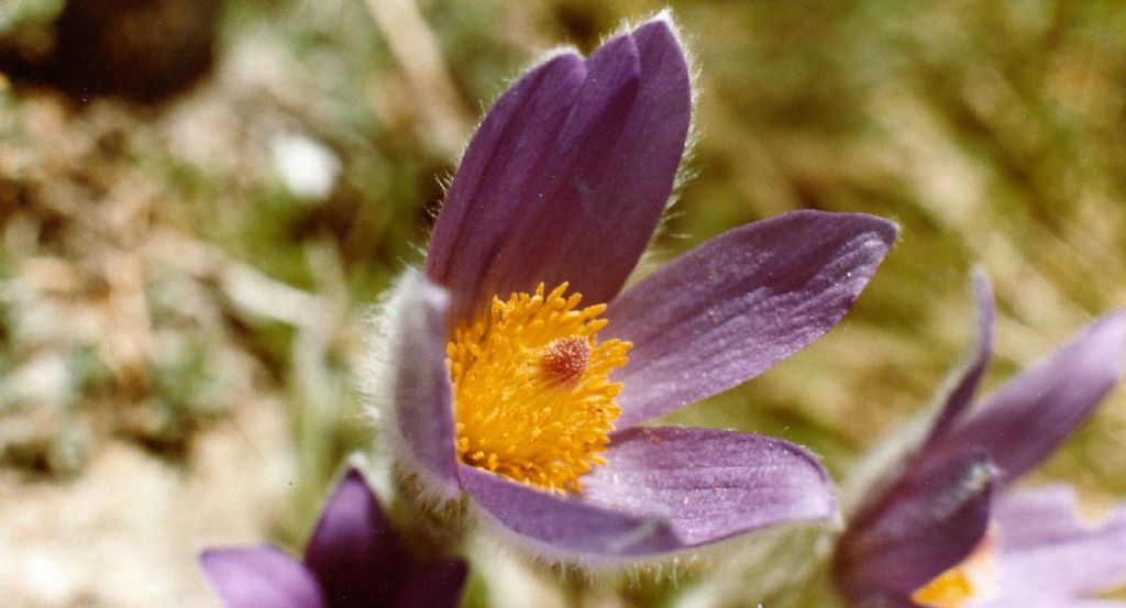 Pulsatilla montana o halleri?