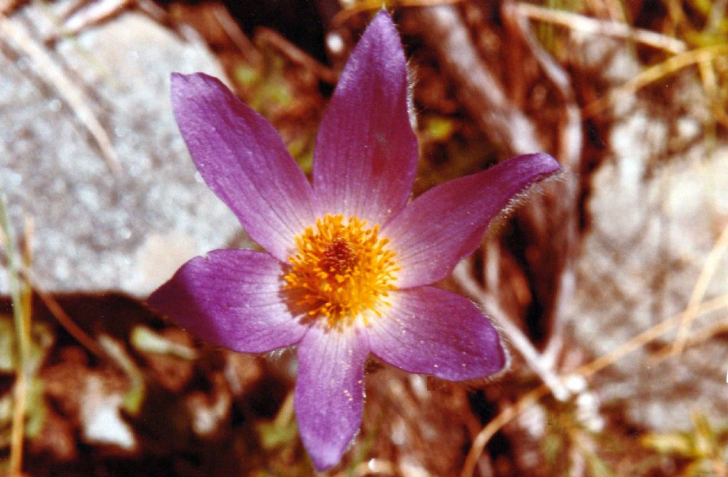 Pulsatilla montana o halleri?