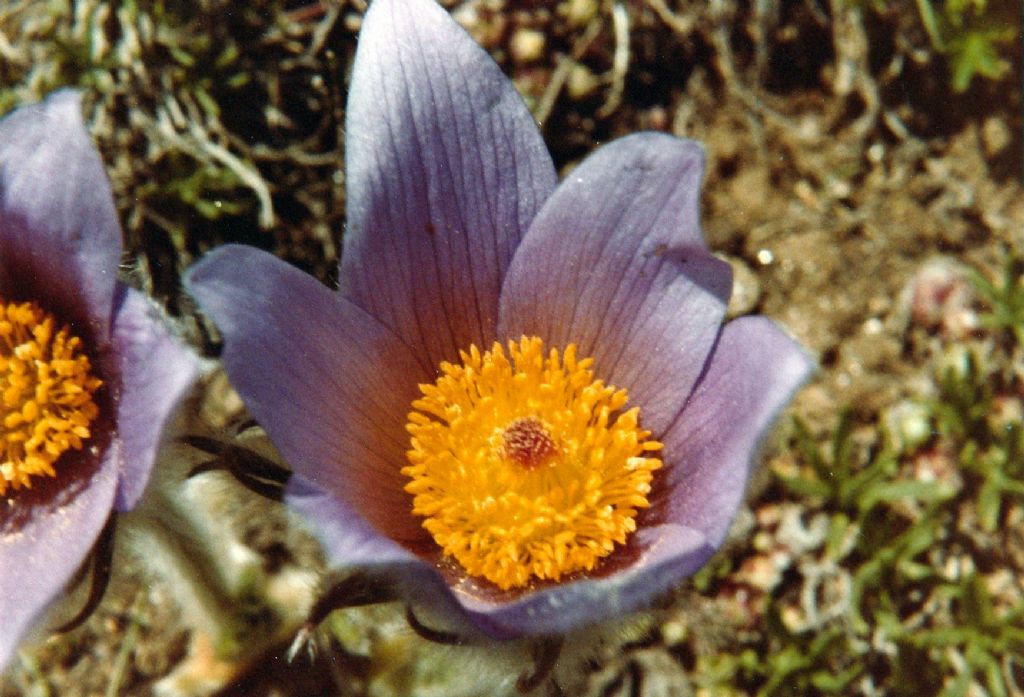 Pulsatilla montana o halleri?