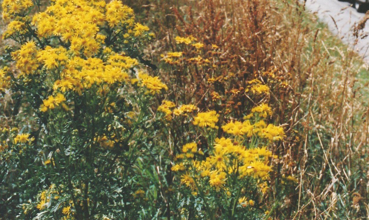 Asteraceae:  Jacobaea vulgaris