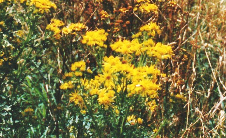 Asteraceae:  Jacobaea vulgaris