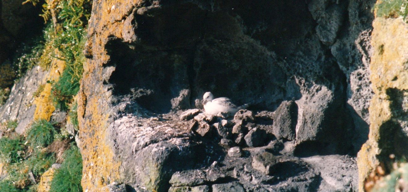 Fulmari (Fulmarus glacialis) e... Gabbiano tridattilo (Rissa tridactyla) da confermare