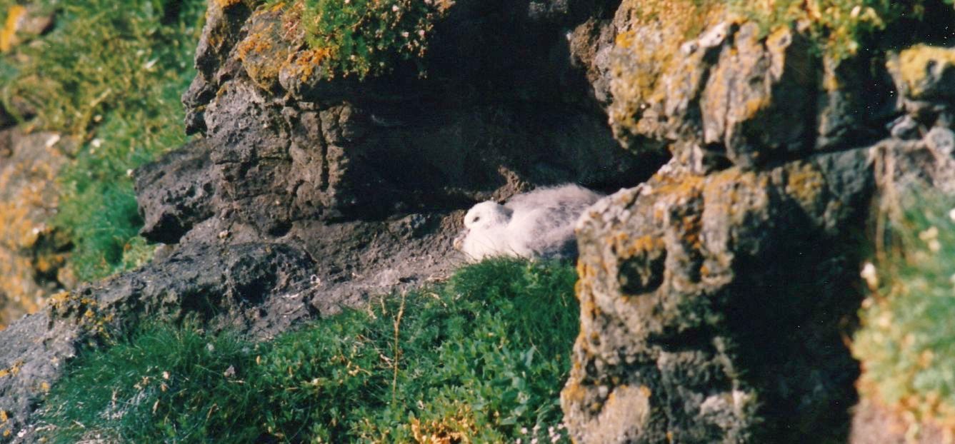 Fulmari (Fulmarus glacialis) e... Gabbiano tridattilo (Rissa tridactyla) da confermare