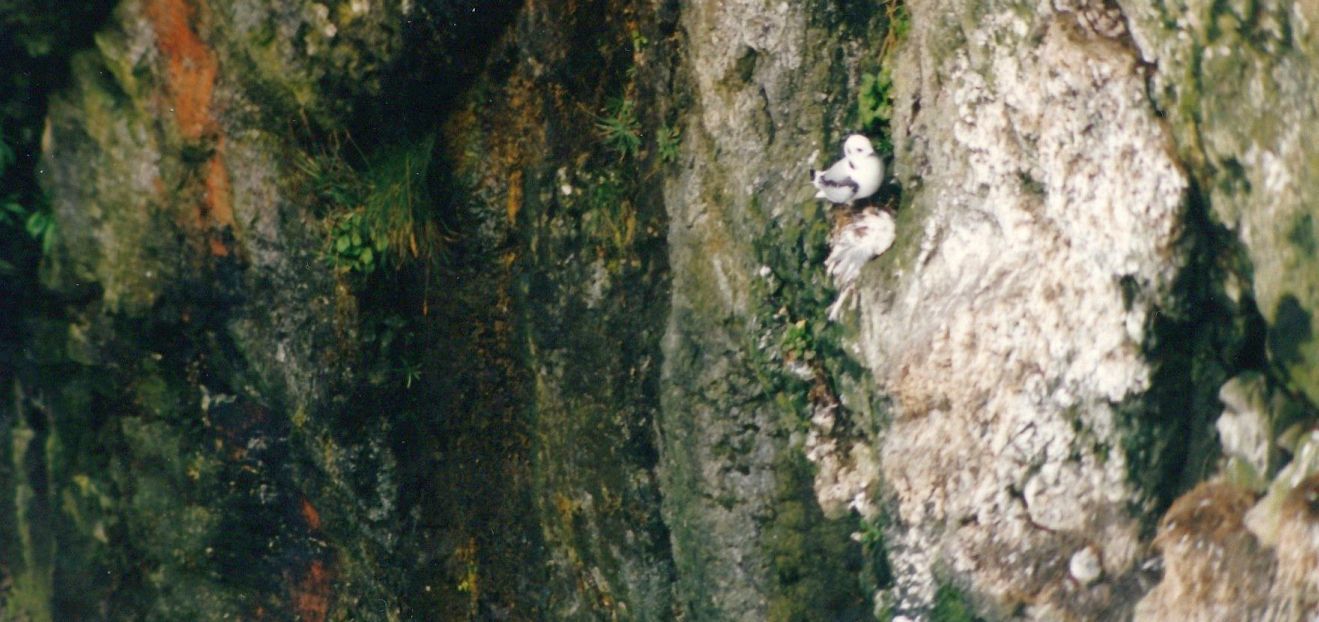 Fulmari (Fulmarus glacialis) e... Gabbiano tridattilo (Rissa tridactyla) da confermare