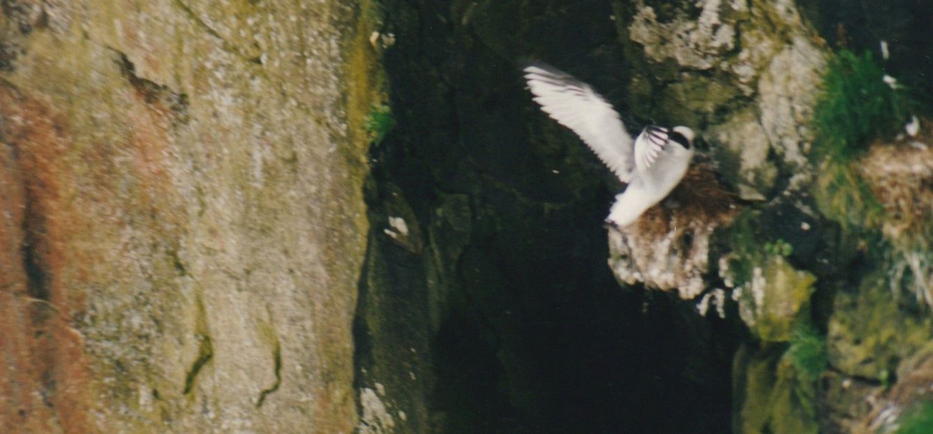 Fulmari (Fulmarus glacialis) e... Gabbiano tridattilo (Rissa tridactyla) da confermare