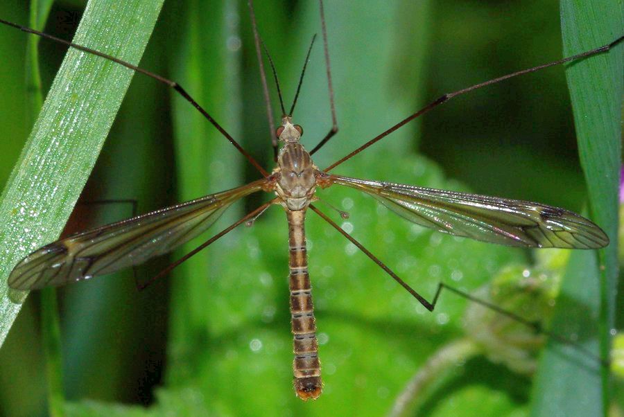 Tipula sp.