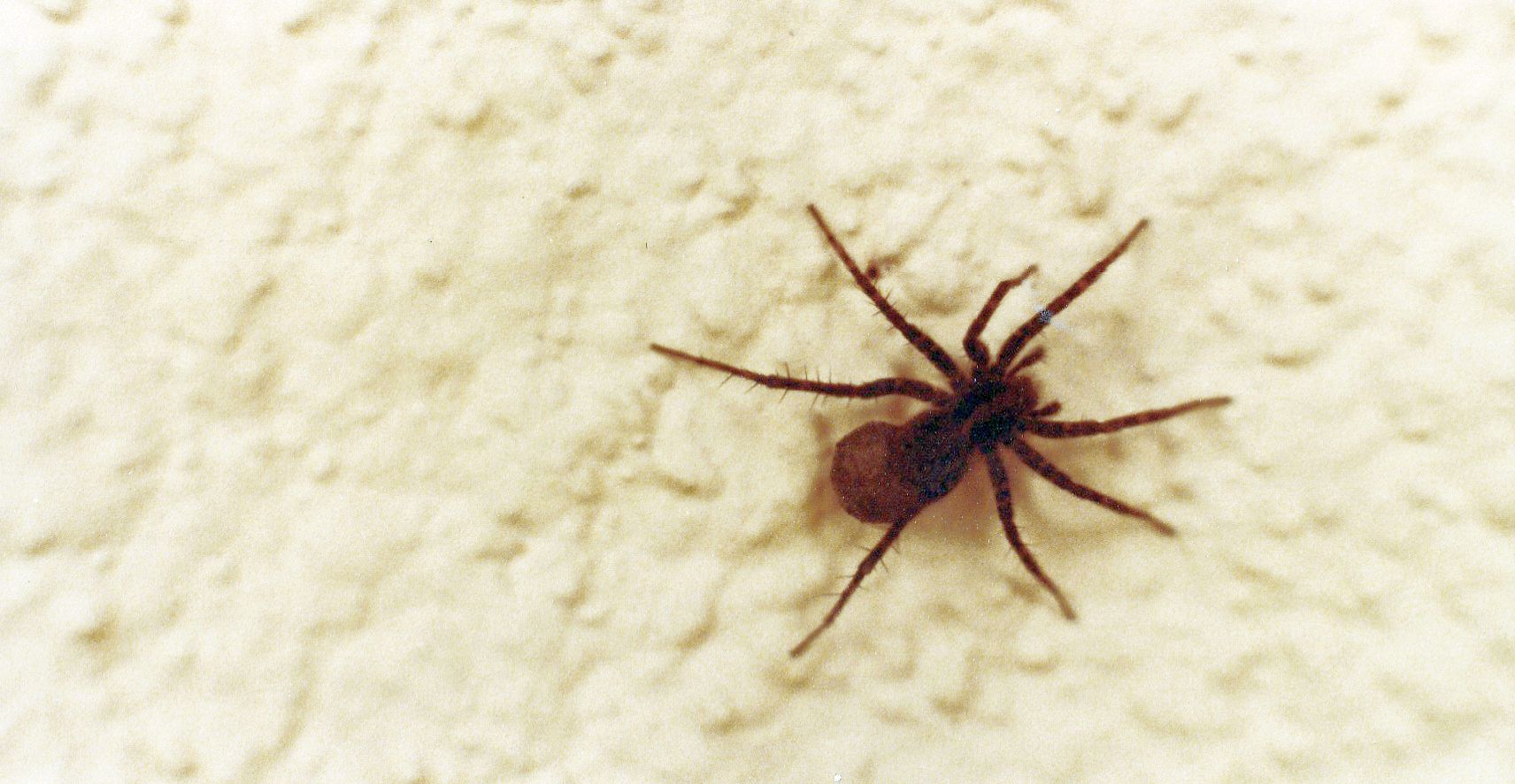 Pardosa sp. (Lycosidae)