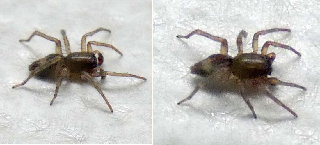 Clubionidae sp., maschio