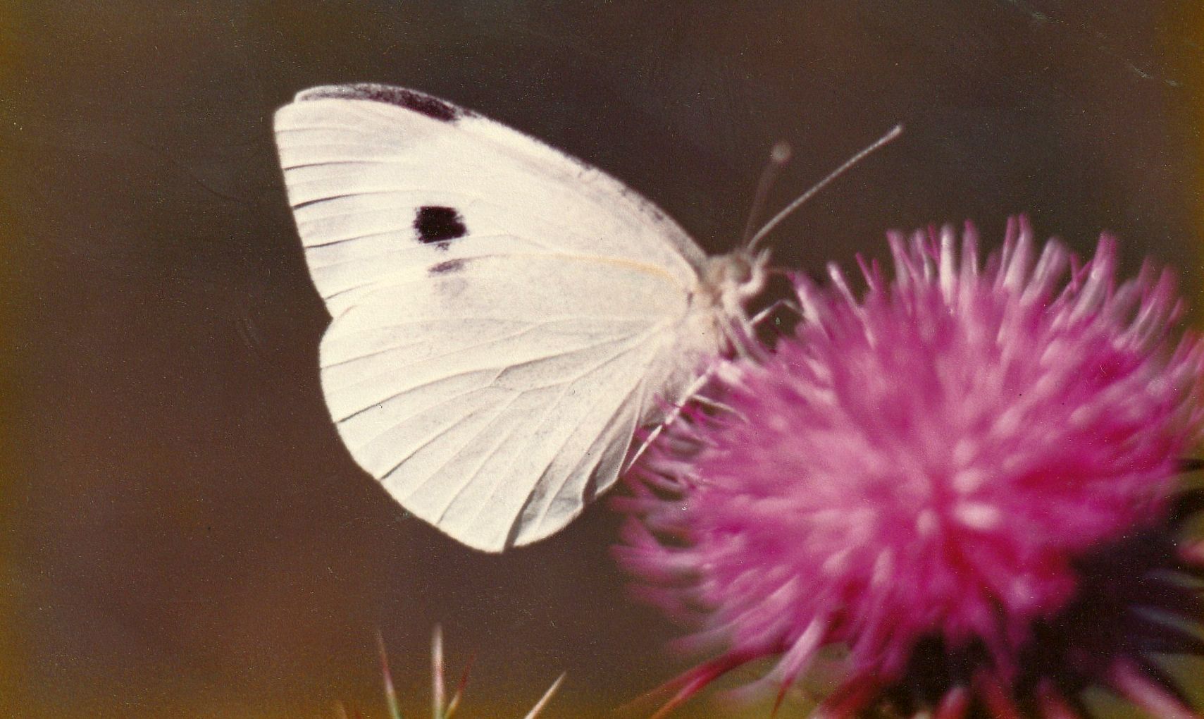 Pieris...brassicae, femmina