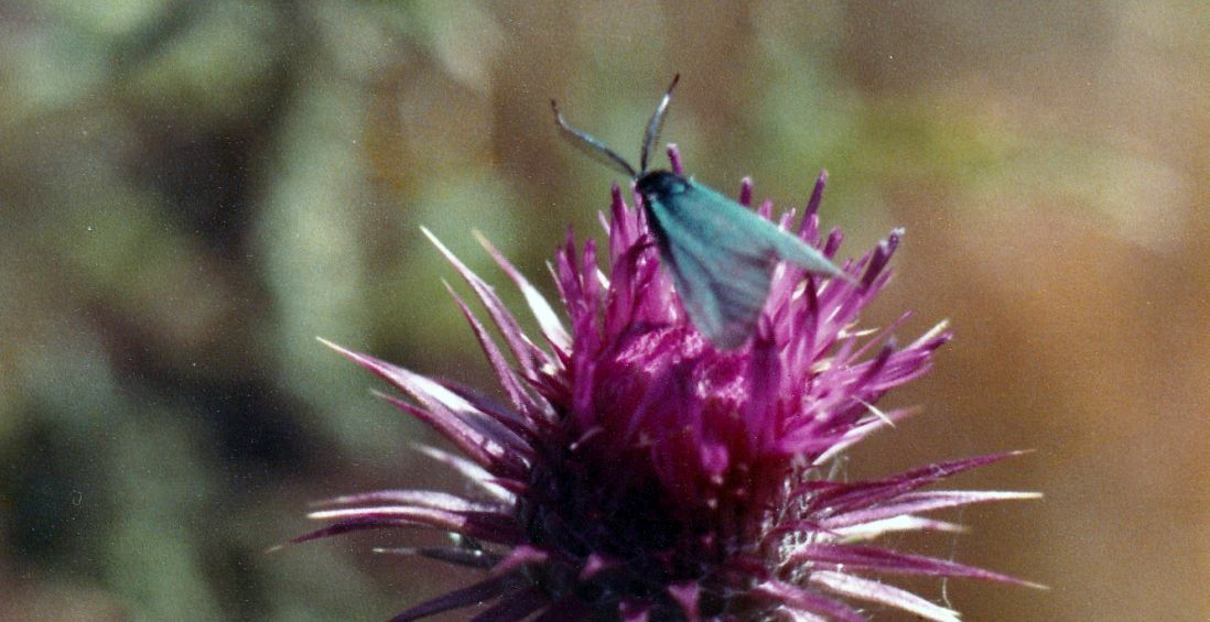 Una Zygaena sp.?  No, Adscita sp. (Zygenidae)