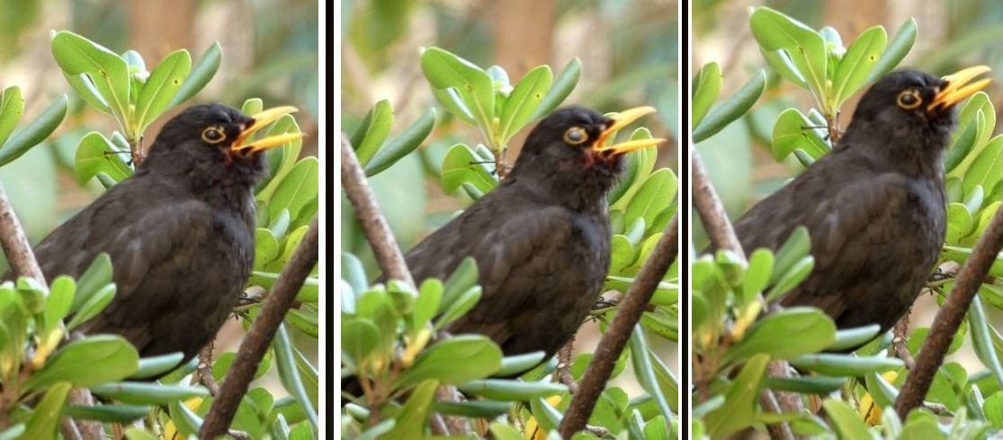 Il Merlo chiude gli occhi ? No, cala la membrana nittante