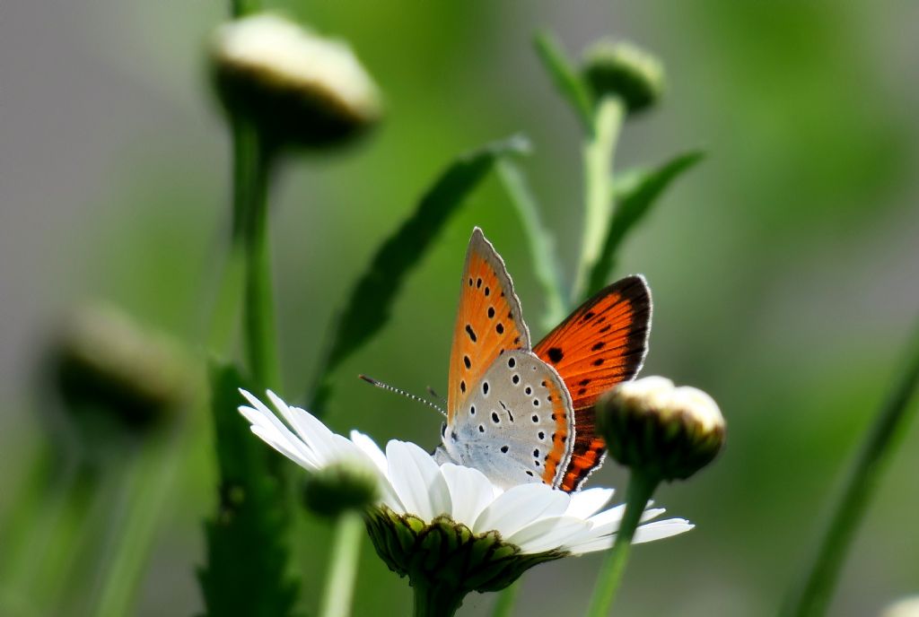 Lycaenidae: Cyaniris...? No, Lycaena dispar, femmina