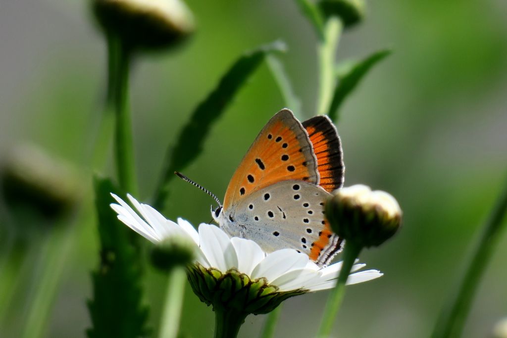 Lycaenidae: Cyaniris...? No, Lycaena dispar, femmina