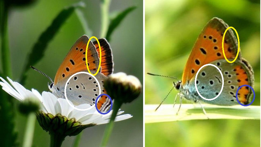 Lycaenidae: Cyaniris...? No, Lycaena dispar, femmina