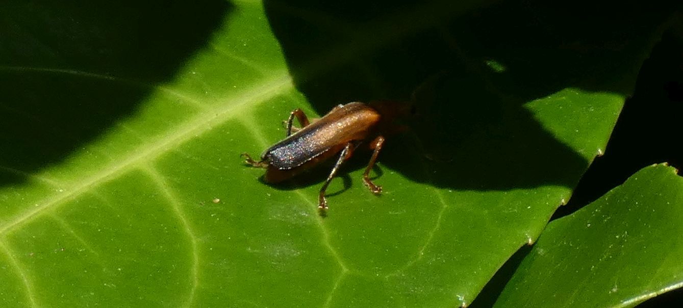 Cantharidae?