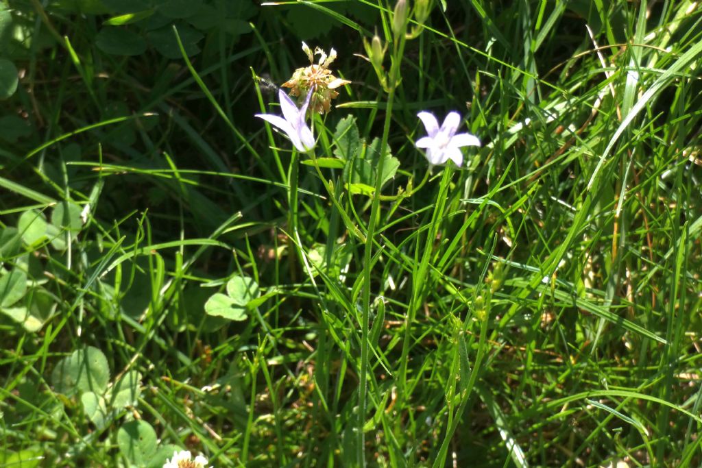 Fiorellino azzurro: Campanula cfr. rapunculus