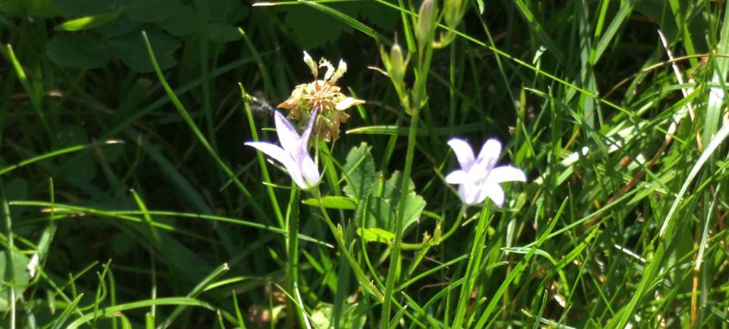 Fiorellino azzurro: Campanula cfr. rapunculus